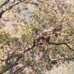 कानन पेंडारी में तैयार हो रहा है शुद्ध और स्वादिष्ट शहद, विदेशों में शहद विक्रय की योजना पर चल रहा काम