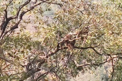 कानन पेंडारी में तैयार हो रहा है शुद्ध और स्वादिष्ट शहद, विदेशों में शहद विक्रय की योजना पर चल रहा काम