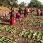 तेंदूपत्ता संग्रहण 500 करोड़ रूपए से पार, संग्राहकों में बिखरी खुशियां अपार