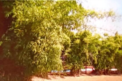 संवरेंगे बिगड़े बांस के वन, बसोड़ों-पानबरेजा परिवारों और हस्तशिल्प कारीगरों को मिलेगा लाभ