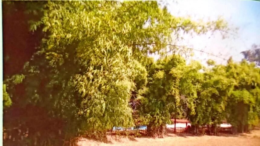 संवरेंगे बिगड़े बांस के वन, बसोड़ों-पानबरेजा परिवारों और हस्तशिल्प कारीगरों को मिलेगा लाभ