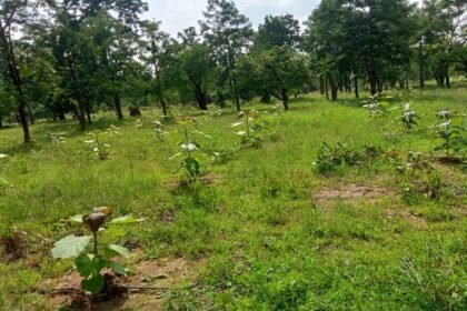 मुख्यमंत्री वृक्ष सम्पदा योजना: पर्यावरण संरक्षण के साथ किसानों की आय में होगी बढ़ोत्तरी