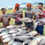 देश में मत्स्य बीज उत्पादन में पांचवें और मत्स्य उत्पादन में छठवें स्थान पर है छत्तीसगढ़