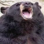 खेत से लौट रहे ग्रामीण पर भालुओं का हमला, सिर-पीठ पर गंभीर चोट, मेकाज रेफर