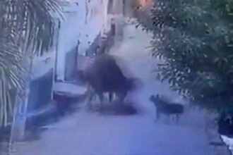 कुत्ते ने उतारा 'नमक का कर्ज', सांड से भीड़कर बचा ली बच्ची की जान, देखें वायरल वीडियो