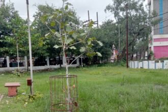 शहर को ग्रीन जोन बनाने दुर्ग से कुम्हारी तक लगाए गए बोगनविलिया, कनेर और चम्पा, शहर से गांव तक लगाए गए 52 हजार 950 पौधे