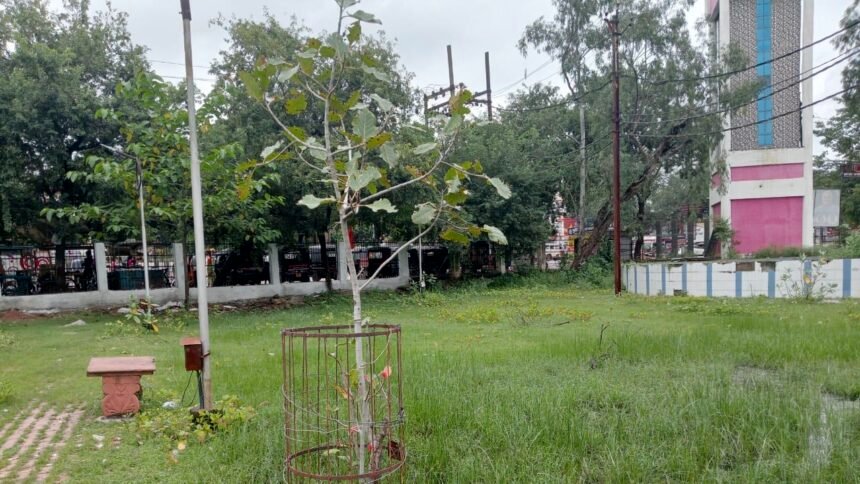 शहर को ग्रीन जोन बनाने दुर्ग से कुम्हारी तक लगाए गए बोगनविलिया, कनेर और चम्पा, शहर से गांव तक लगाए गए 52 हजार 950 पौधे