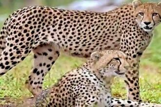 चीता प्रोजेक्ट के दूसरे चरण की तैयारी कर रही सरकार, कल मनाई जाएगी पहली वर्षगांठ