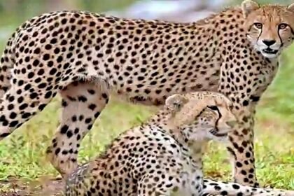 चीता प्रोजेक्ट के दूसरे चरण की तैयारी कर रही सरकार, कल मनाई जाएगी पहली वर्षगांठ