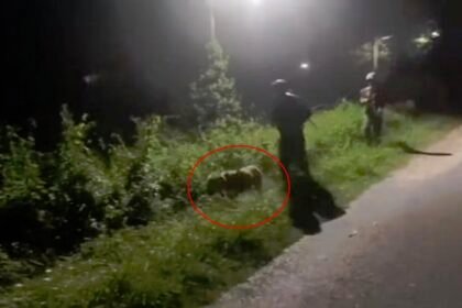 राजौरी मुठभेड़ में एक आतंकी ढेर, जवान भी शहीद, गोली लगने से लैब्राडोर डॉग केंट की मौत