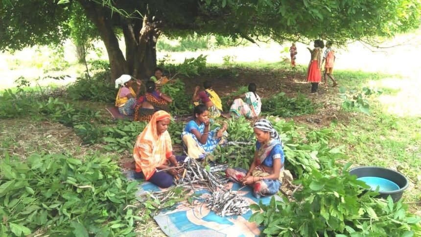 छत्तीसगढ़ में देश के तीन चौथाई लघु वनोपजों का संग्रहण, वर्तमान में 67 लघु वनोपजों की समर्थन मूल्य पर हो रही खरीदी