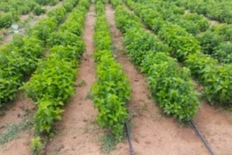 औषधीय पौधों की खेती का सफल प्रयास - छत्तीसगढ़ के किसानों में जगी नई आस