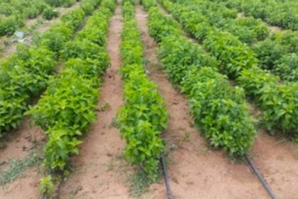 औषधीय पौधों की खेती का सफल प्रयास - छत्तीसगढ़ के किसानों में जगी नई आस