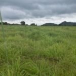 लेमनग्रास अब छत्तीसगढ़ में भी, 800 एकड़ से अधिक रकबे में की हो रही खेती