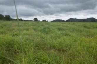 लेमनग्रास अब छत्तीसगढ़ में भी, 800 एकड़ से अधिक रकबे में की हो रही खेती