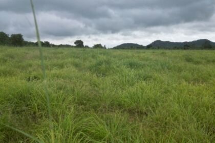 लेमनग्रास अब छत्तीसगढ़ में भी, 800 एकड़ से अधिक रकबे में की हो रही खेती