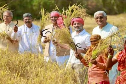 राहुल गांधी किसान बन की धान की कटाई, सिर पर गमछा और हाथ में हसिया लेकर खेत में पहुंचे