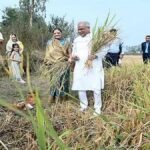 सीएम बघेल पहुंचे अपने खेत, 'बढ़ौना' की रस्म की पूरी, बोले-इस बार अच्छी हुई धान की पैदावार
