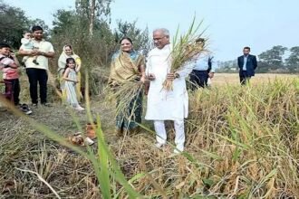 सीएम बघेल पहुंचे अपने खेत, 'बढ़ौना' की रस्म की पूरी, बोले-इस बार अच्छी हुई धान की पैदावार