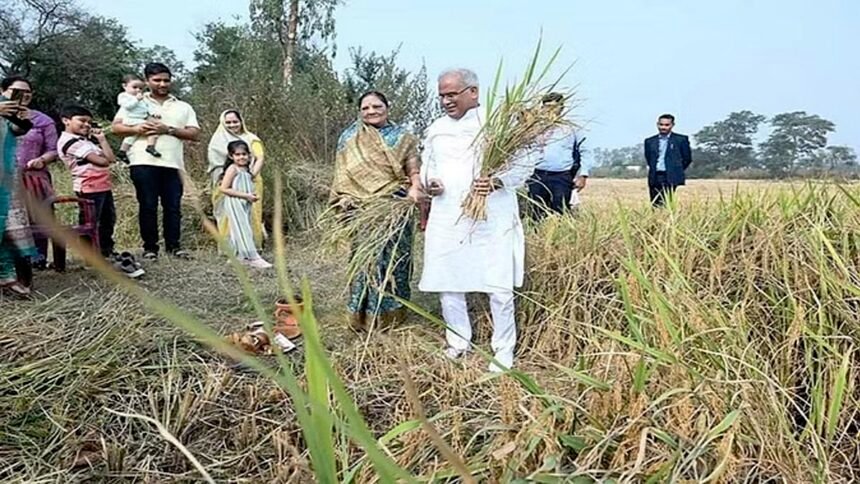 सीएम बघेल पहुंचे अपने खेत, 'बढ़ौना' की रस्म की पूरी, बोले-इस बार अच्छी हुई धान की पैदावार