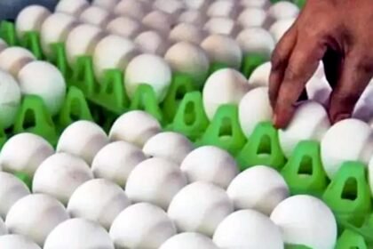 ठंड आते ही छत्तीसगढ़ में बढ़ी अंडे की खपत, लोग रोज खा रहे 50 लाख अंडे