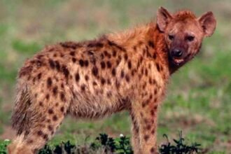 लकड़बग्घे का आतंक: युवक पर किया हमला; इलाज के दौरान मौत