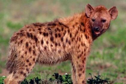 लकड़बग्घे का आतंक: युवक पर किया हमला; इलाज के दौरान मौत