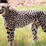 कूनो से एक और बुरी खबर, चीता 'शौर्य' की हुई मौत, पीएम से पता चलेगा कारण