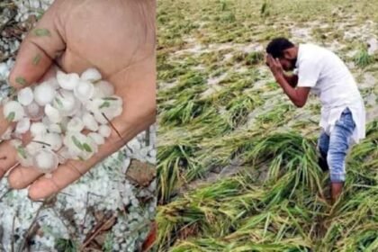 किसानों के जख्मों पर सरकार का मरहम, बारिश व ओला प्रभावित किसानों को मुआवजा देगी साय सरकार