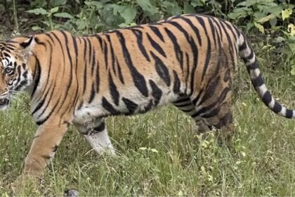 बाघ की दहशत, 7 गाँव में लगा कर्फ्यू