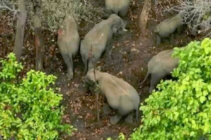 जंगलों में 138 हाथी अलग-अलग दल में कर रहे विचरण, ड्रोन कैमरे से हाथियों का वीडियो आया सामने