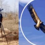 अच्छी खबर: विलुप्त होती प्रजाति की हुई गणना, 40 से अधिक गिद्धों का बसेरा; जानिए क्या कहती है रिपोर्ट