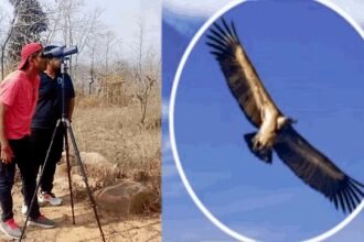 अच्छी खबर: विलुप्त होती प्रजाति की हुई गणना, 40 से अधिक गिद्धों का बसेरा; जानिए क्या कहती है रिपोर्ट