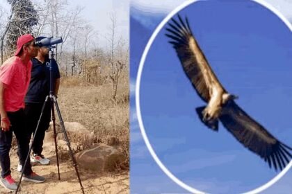 अच्छी खबर: विलुप्त होती प्रजाति की हुई गणना, 40 से अधिक गिद्धों का बसेरा; जानिए क्या कहती है रिपोर्ट