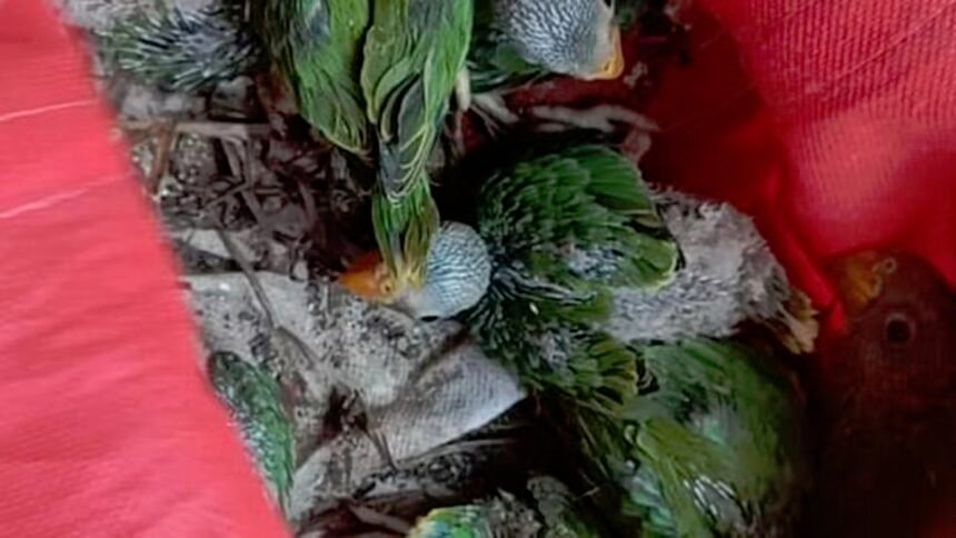 तोता बेचना पड़ा महंगा: वन विभाग की टीम ने पकड़ा, तोते के 16 बच्चे बरामद