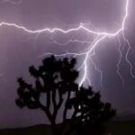 जंगल में गाज गिरने से 26 मवेशियों की मौत, पोलमपल्ली गांव में घटी घटना