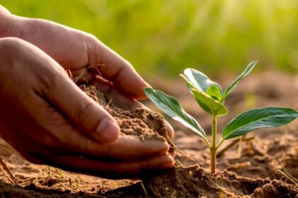 सरगुजा संभाग में पीईकेबी के प्रतिपूरक वनरोपण के अंतर्गत भारतीय वन विभाग ने 50 लाख से ज्यादा पेड़ लगाए