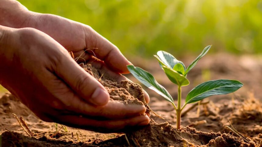 सरगुजा संभाग में पीईकेबी के प्रतिपूरक वनरोपण के अंतर्गत भारतीय वन विभाग ने 50 लाख से ज्यादा पेड़ लगाए