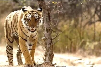 बाघों के शिकारियों की आएगी शामत, चार राज्यों ने मिलकर बनाया समूह, रोकेंगे अवैध शिकार