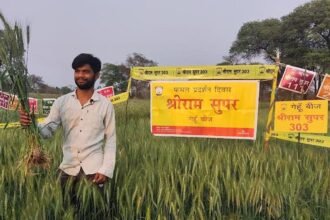 बदलते मौसम में भी श्रीराम सुपर 1 एसआर 14 और 303 गेहूं बीज से मिल रहे किसानों को सबसे बेहतर परिणाम