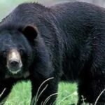 वन विभाग का बड़ा एक्शन: ऐसे ही दफना दिया था भालू का शव, न पंचनामा न पोस्टमार्टम, दो वनरक्षक सस्पेंड