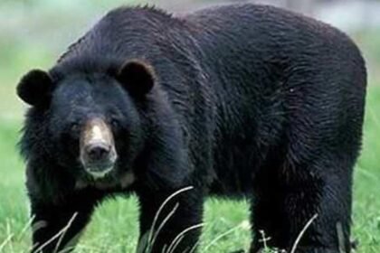 वन विभाग का बड़ा एक्शन: ऐसे ही दफना दिया था भालू का शव, न पंचनामा न पोस्टमार्टम, दो वनरक्षक सस्पेंड