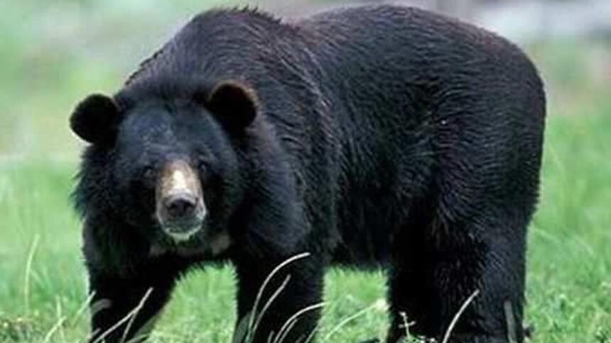 वन विभाग का बड़ा एक्शन: ऐसे ही दफना दिया था भालू का शव, न पंचनामा न पोस्टमार्टम, दो वनरक्षक सस्पेंड