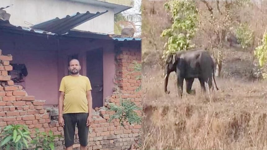 गांव में दहशत: हाथियों का आतंक, दो को कुचलकर मारा और कई घरों की तोड़ी दीवार…वन विभाग करा रहा मुनादी