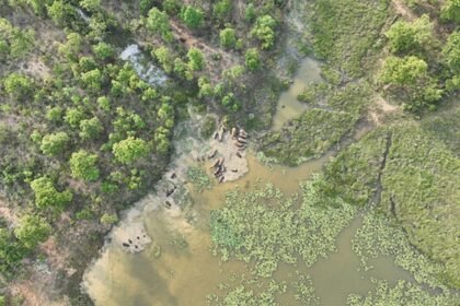 वायरल वीडियो में नहाते हुए नजर आए जंगली हाथियों का दल, ग्रामीणों को सतर्क रहने की दी गई सलाह