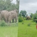 हाथियों का उत्पात: किसानों की फसलें की बर्बाद, ग्रामीणों में दहशत; वन विभाग अलर्ट