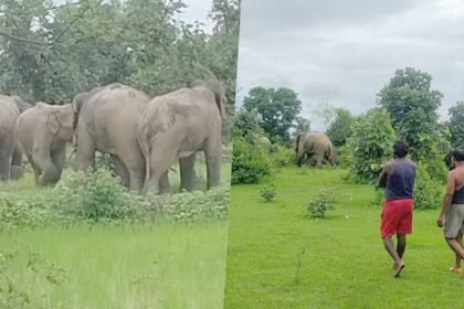 हाथियों का उत्पात: किसानों की फसलें की बर्बाद, ग्रामीणों में दहशत; वन विभाग अलर्ट