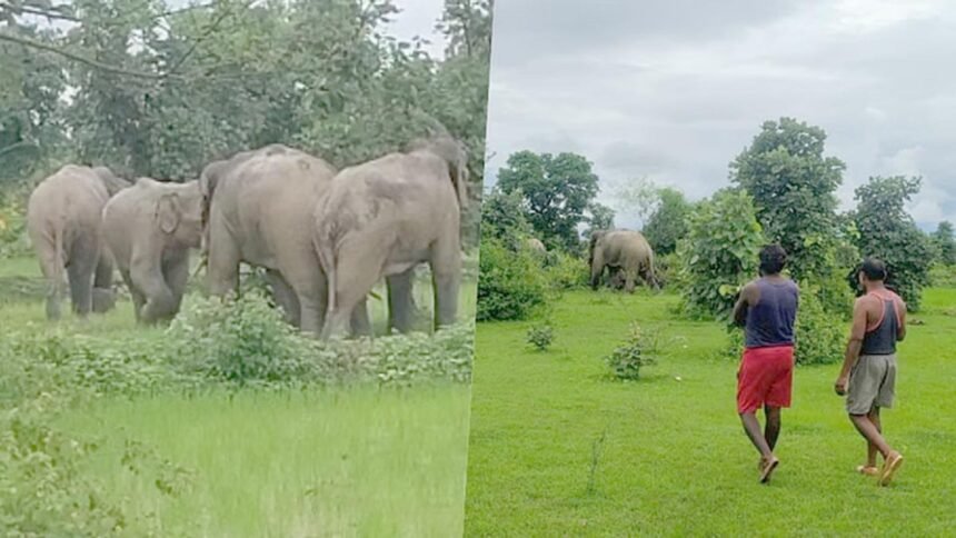 हाथियों का उत्पात: किसानों की फसलें की बर्बाद, ग्रामीणों में दहशत; वन विभाग अलर्ट