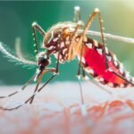 छत्तीसगढ़ में मलेरिया के खिलाफ निर्णायक बढ़त-61.8% बिना लक्षण वाले मरीज समय पर पहचाने गए