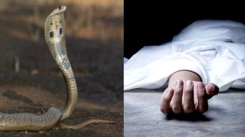 सांप ने डसा और परिजन करते रहे झाड़-फूंक, गई महिला की जान; अस्पताल पहुंचने में हुई देर